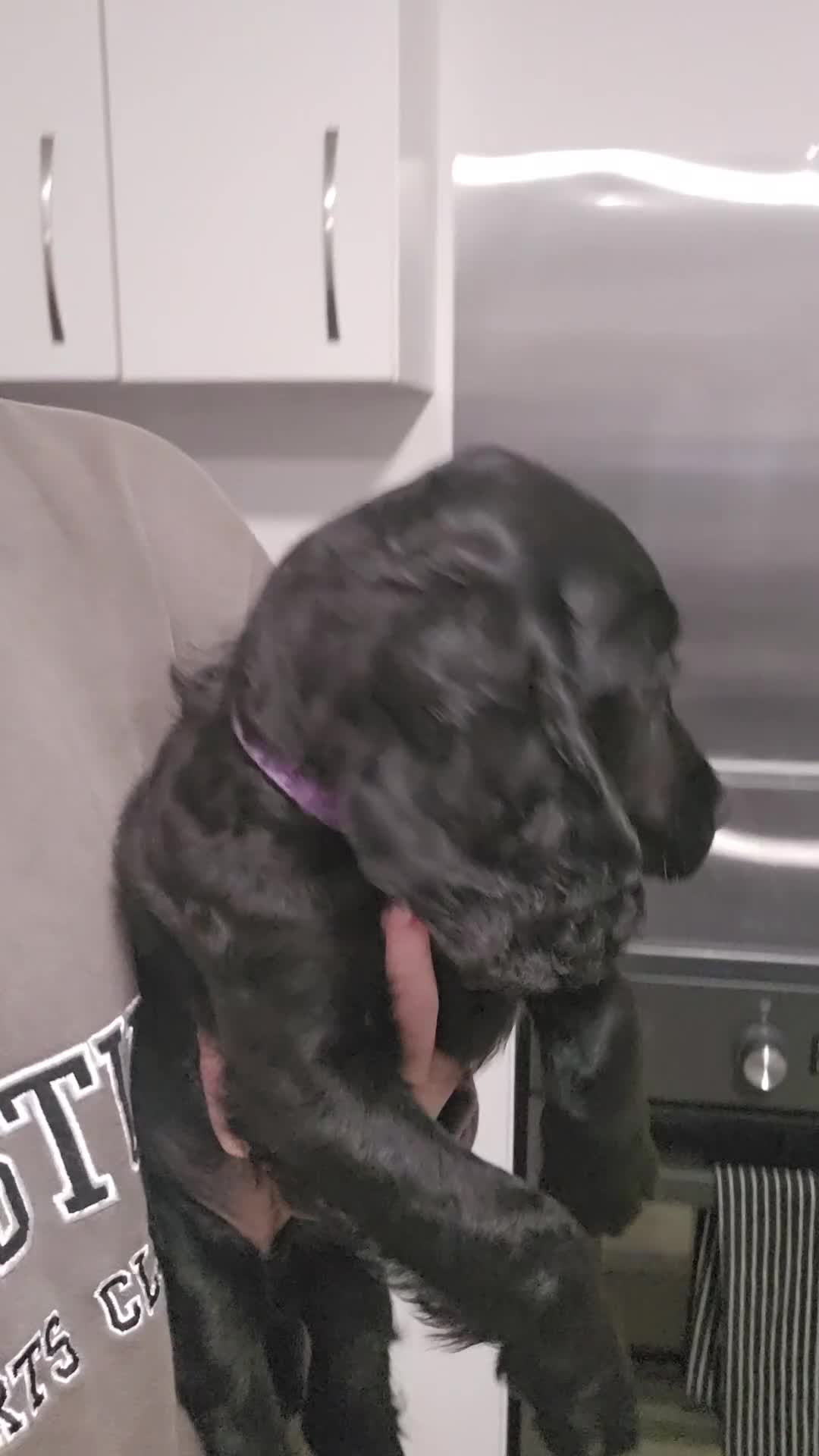 Cockapoo dogs for sale: F2 cockapoo puppies  - Video 2