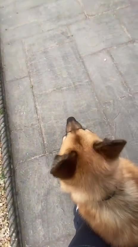 Mixed Breed dogs for adoption: ❤️🐶Please help LEIA find a loving forever home❤️ - Video 5