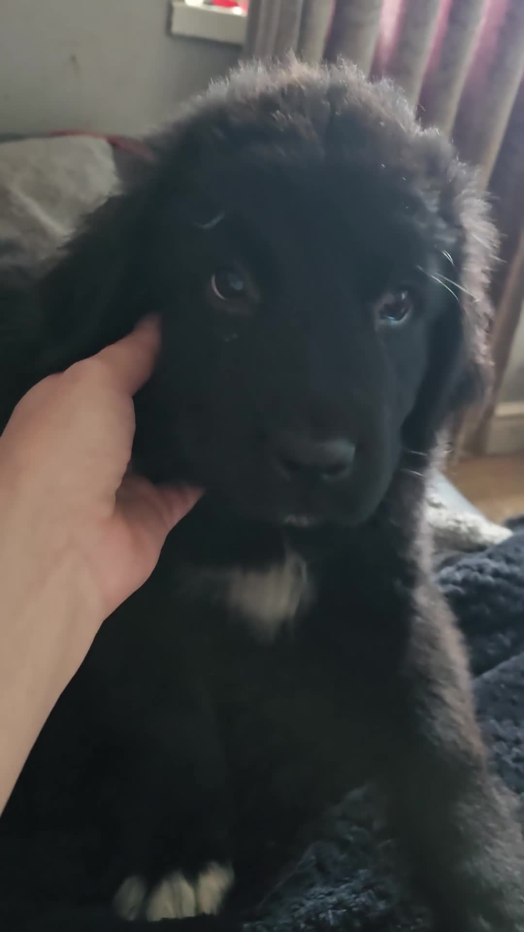 Newfoundland dogs for sale: 2 Newfoundland puppy girls - Video 2
