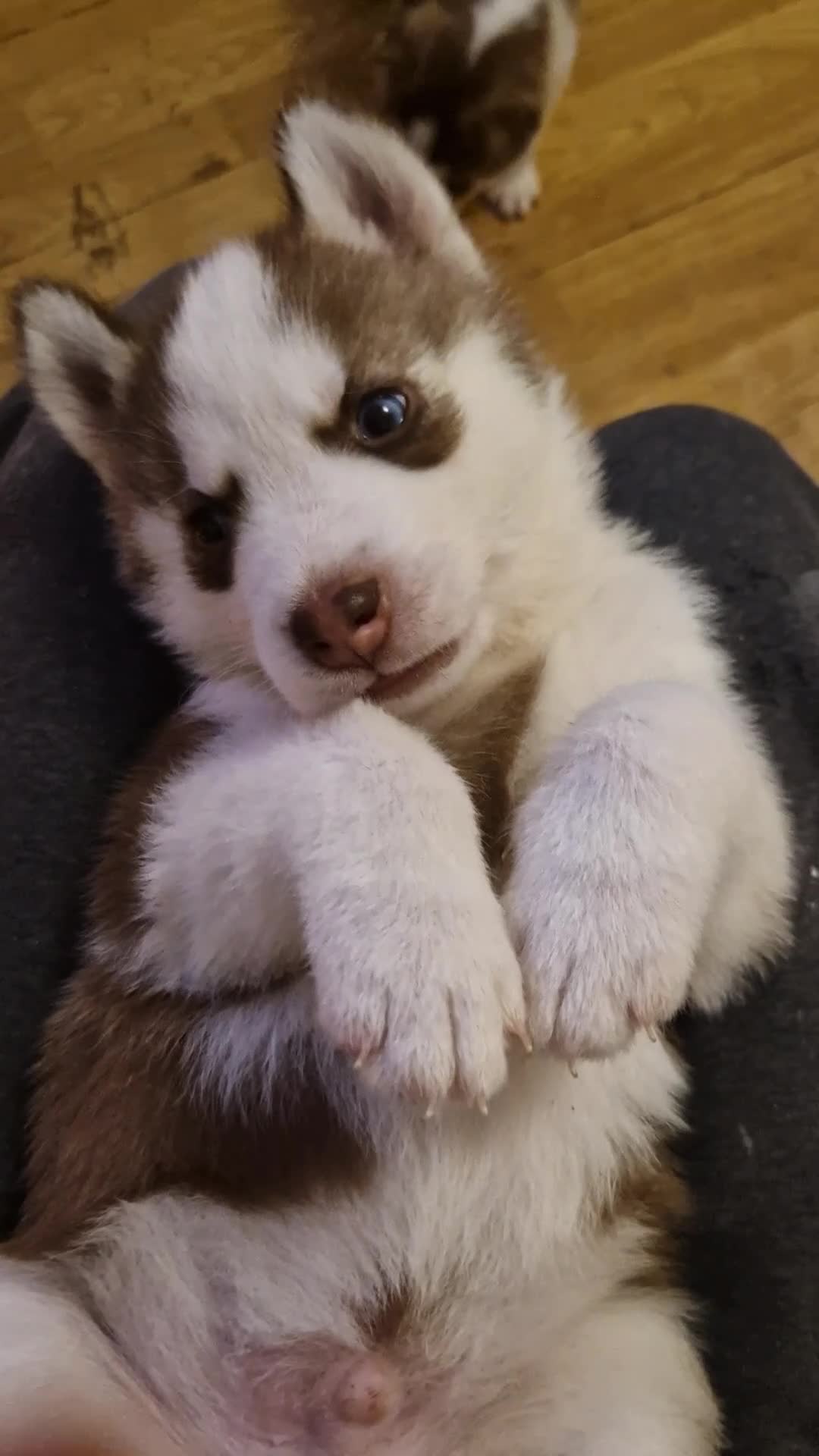 Siberian Husky dogs for sale: 8 Beautiful Siberian Husky puppies 😍 - Video 2