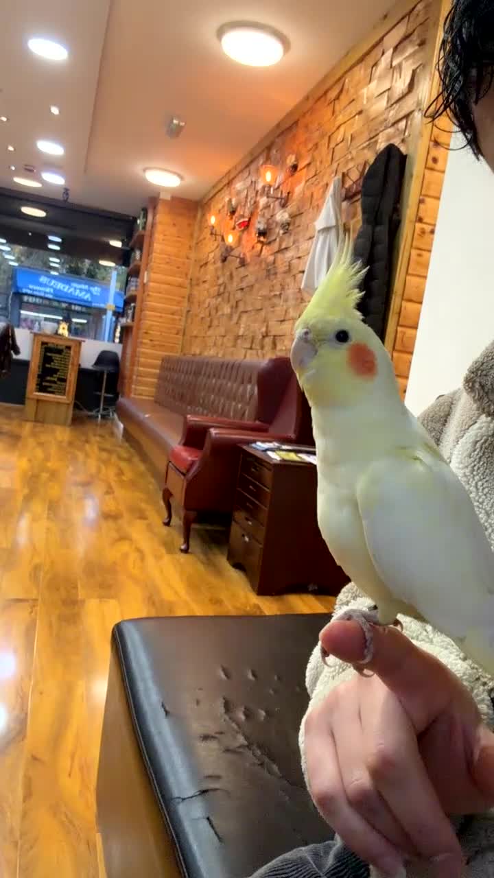Cockatiels birds for sale: Young cockatiel he is only 7 months  - Video 1