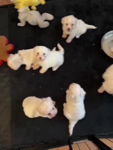 Mixed Breed dogs for sale: 6 Beautiful adorable Maltichon puppies  - Video 3