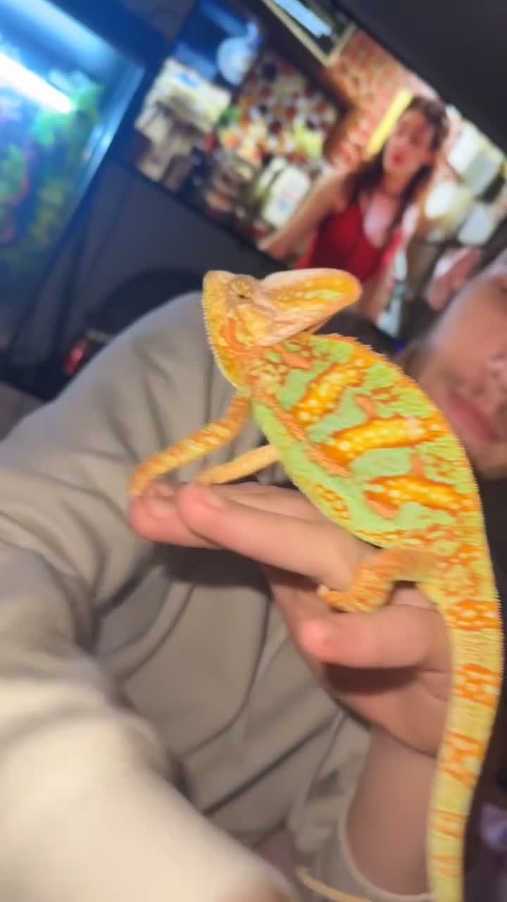Chameleon reptiles for sale: Yemen chameleon + full set up  - Video 1