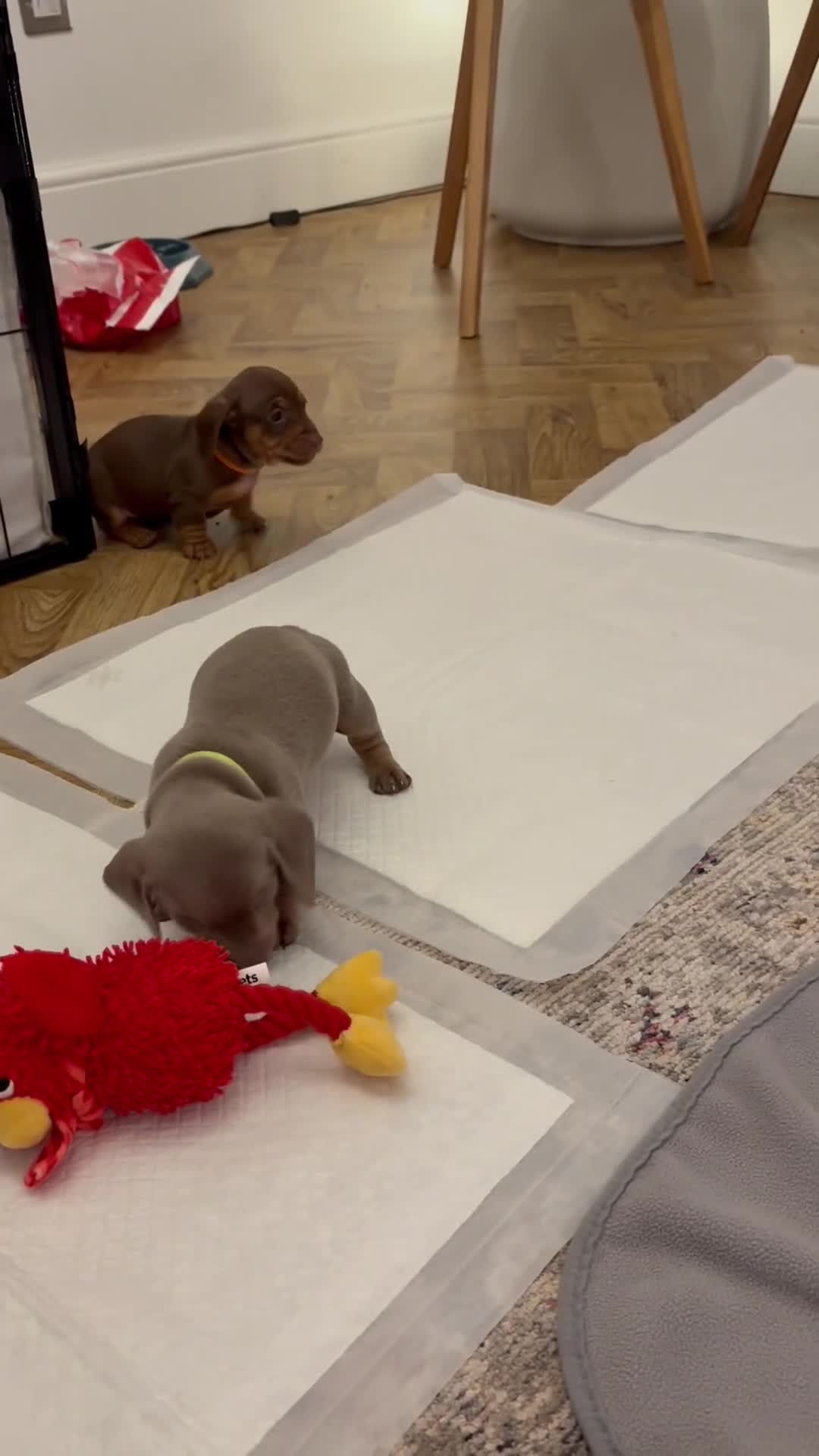 Miniature Dachshund dogs for sale: Miniature dachshund puppies  - Video 2