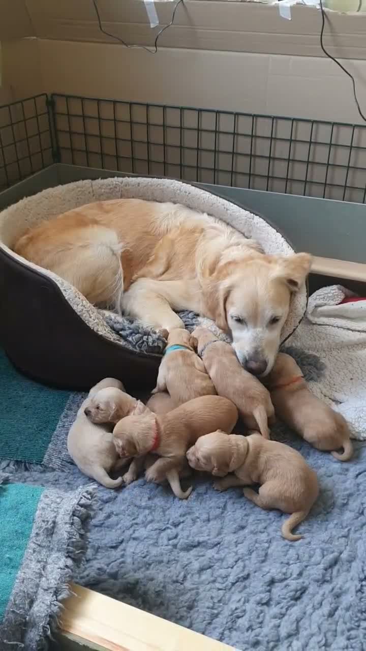Golden Retriever dogs for sale: 8 Golden Retriever puppies for sale. - Video 3
