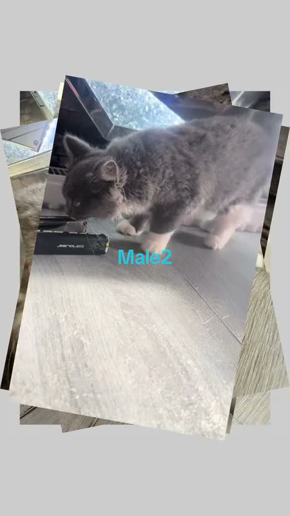 British Shorthair cats for sale: Beautiful British short hair 2 male 1 female  - Video 3