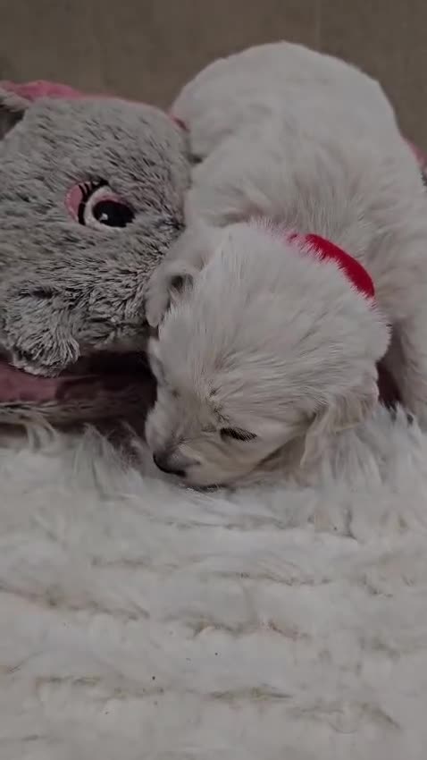 Golden Retriever dogs for sale: 🌟Beautiful Golden Retriver puppies 🐾 - Video 3