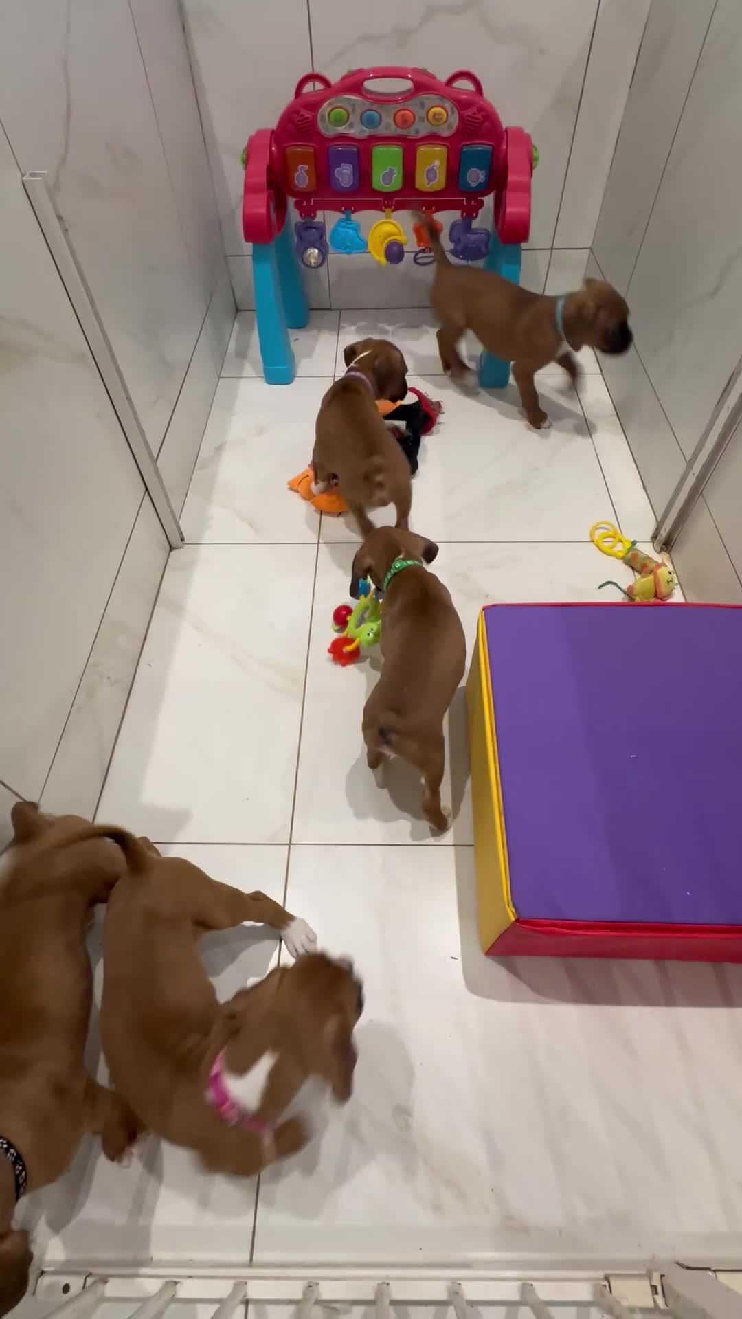 Boxer dogs for sale: 🐶 Stunning Champion Boxer Puppies 🐶 - Video 2