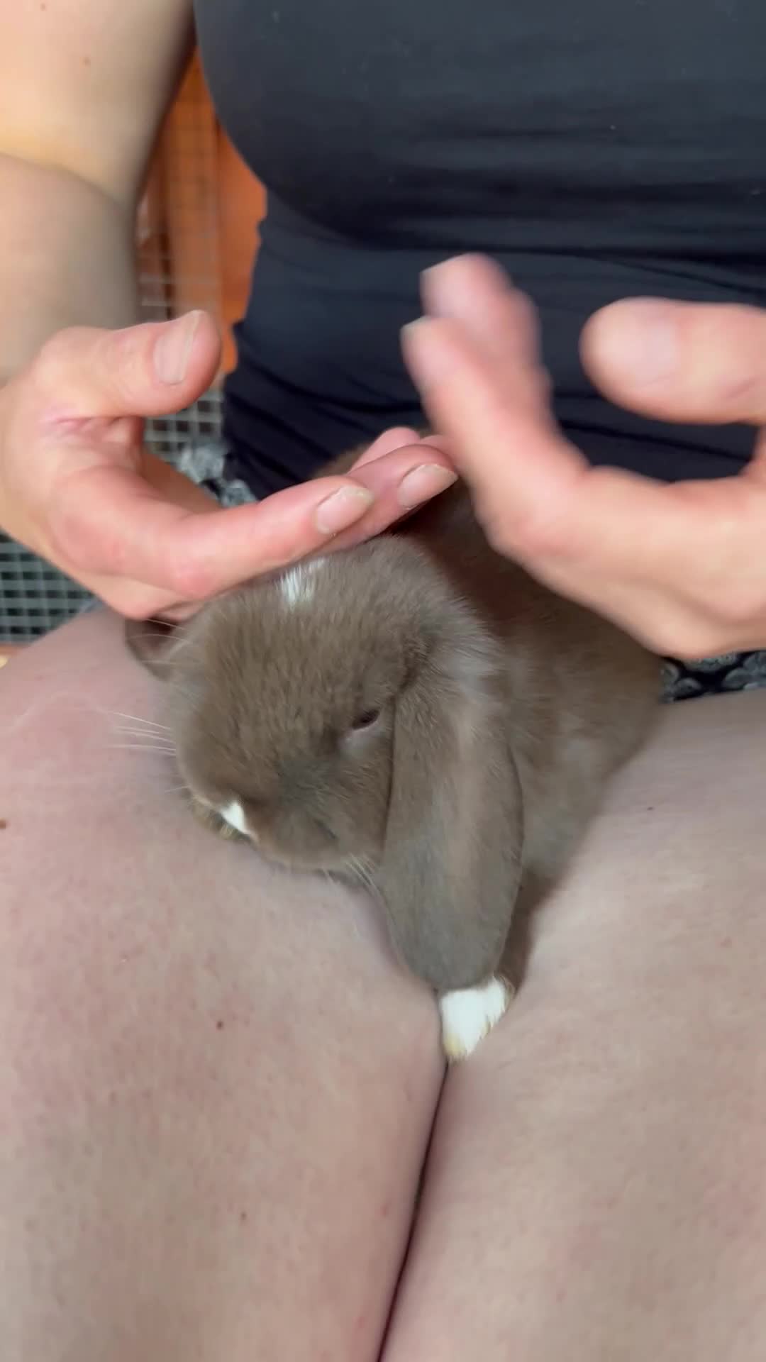 Mini Lop rabbits for sale: Gorgeous Mini lop baby rabbits - Video 1