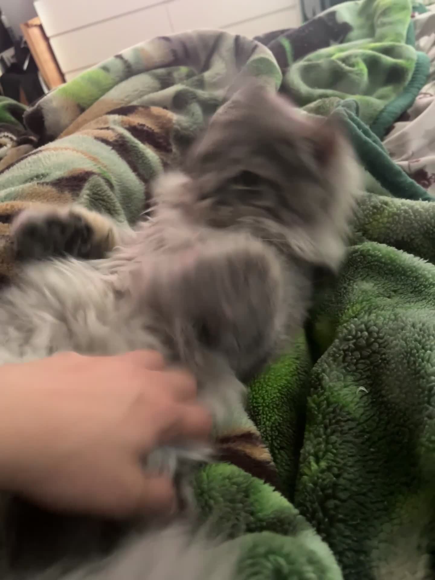 Maine Coon cats for sale: 2 boys (PET ONLY) - Video 3