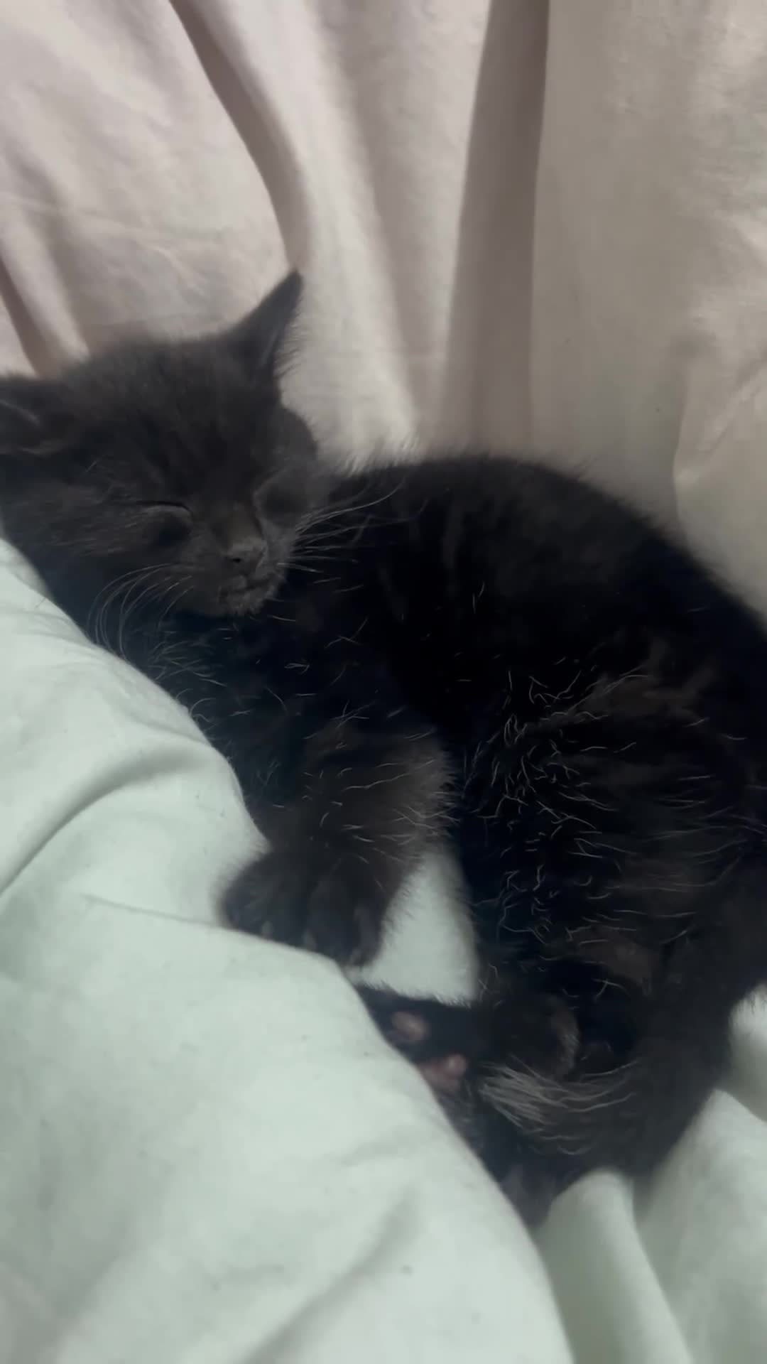 Mixed Breed cats for sale: Adorable Kitten Looking for a Loving Home  - Video 4