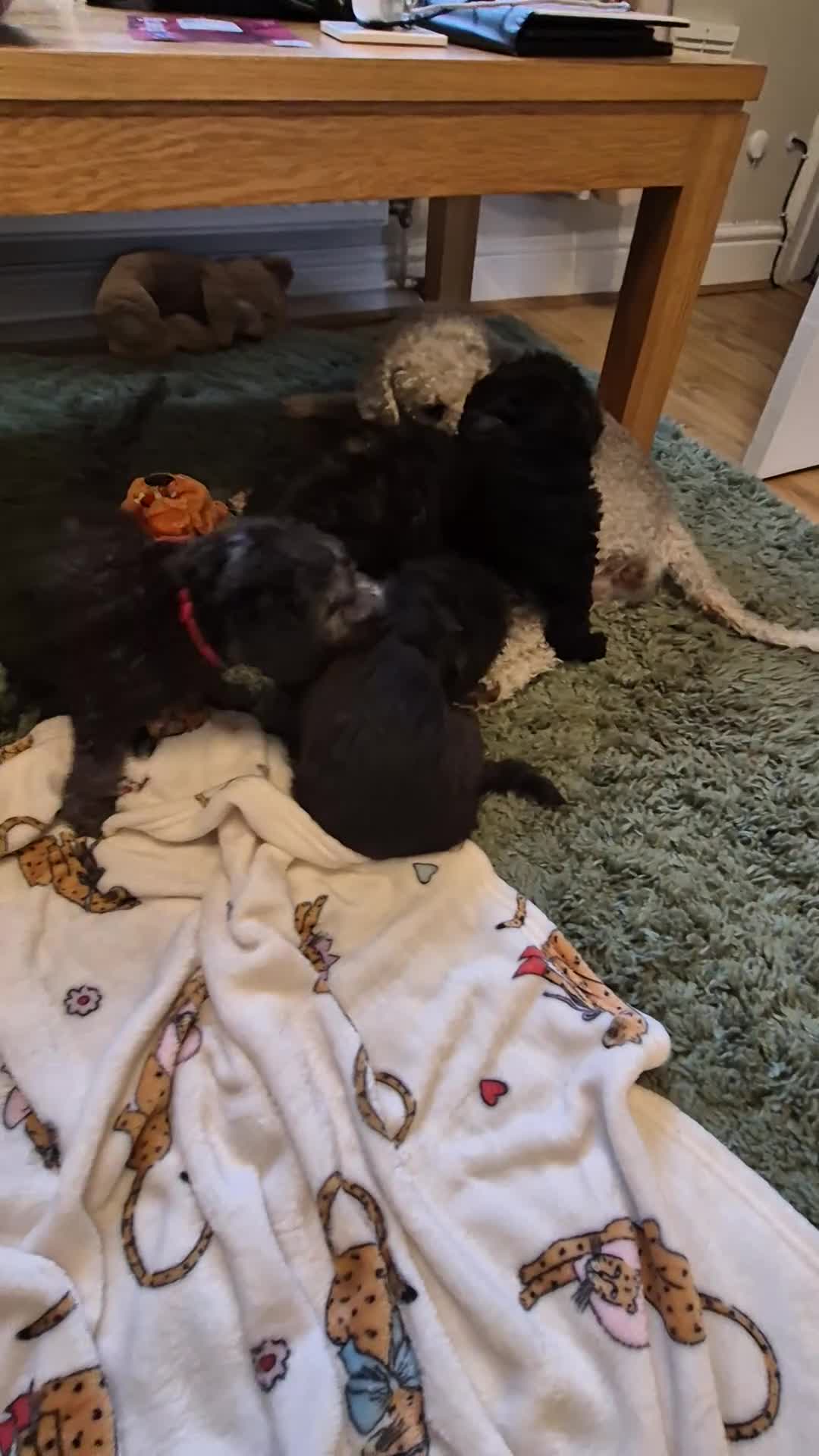 Bedlington Terrier dogs for sale: Bedlington Terrier pups - Video 1