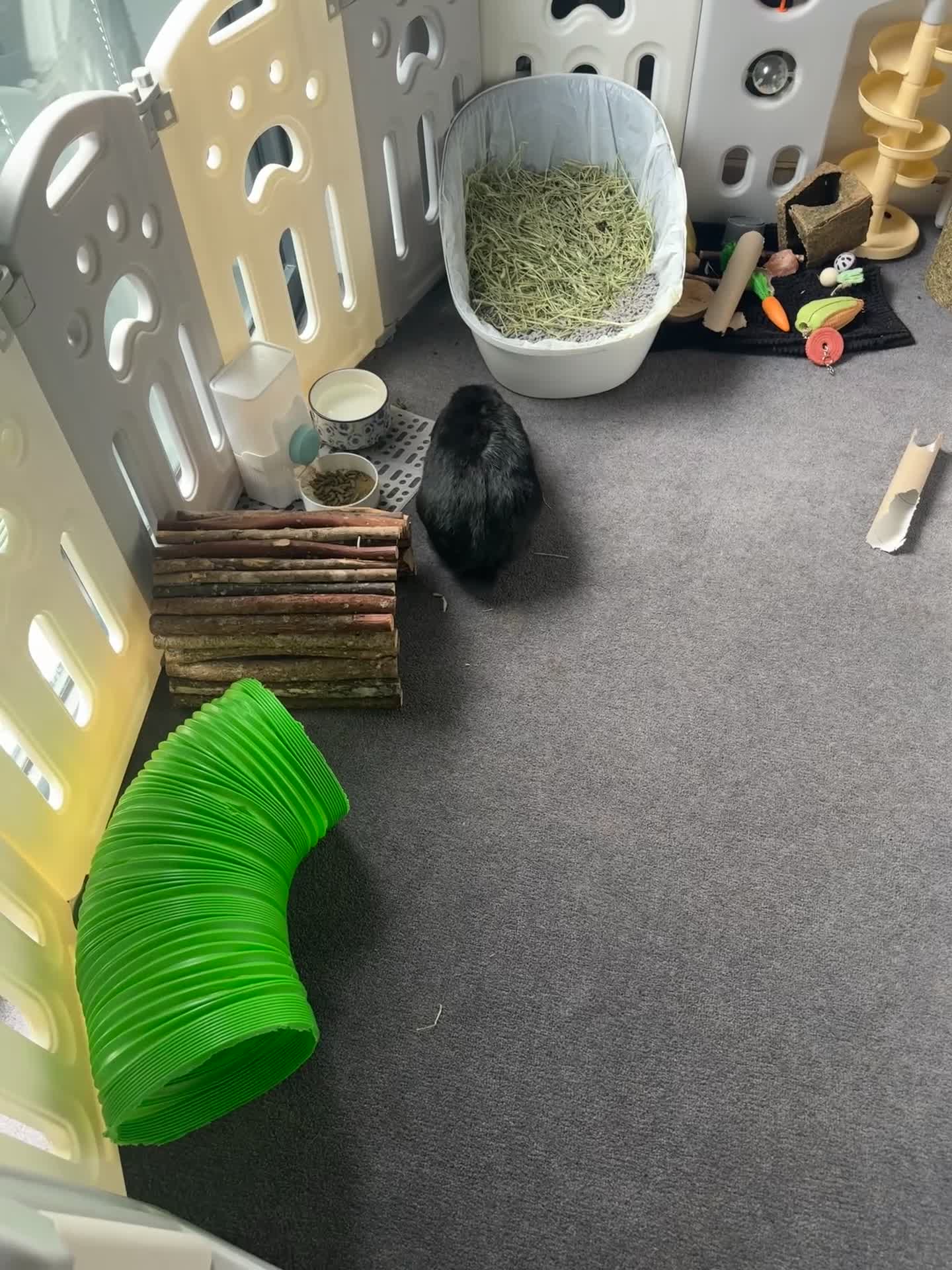 Mini Lop rabbits for sale: Beautiful, friendly boy.  - Video 1