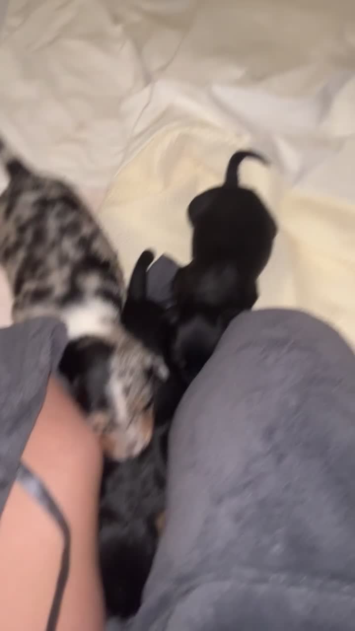 Mixed Breed dogs for sale: 7 Lurcher x collie  - Video 1