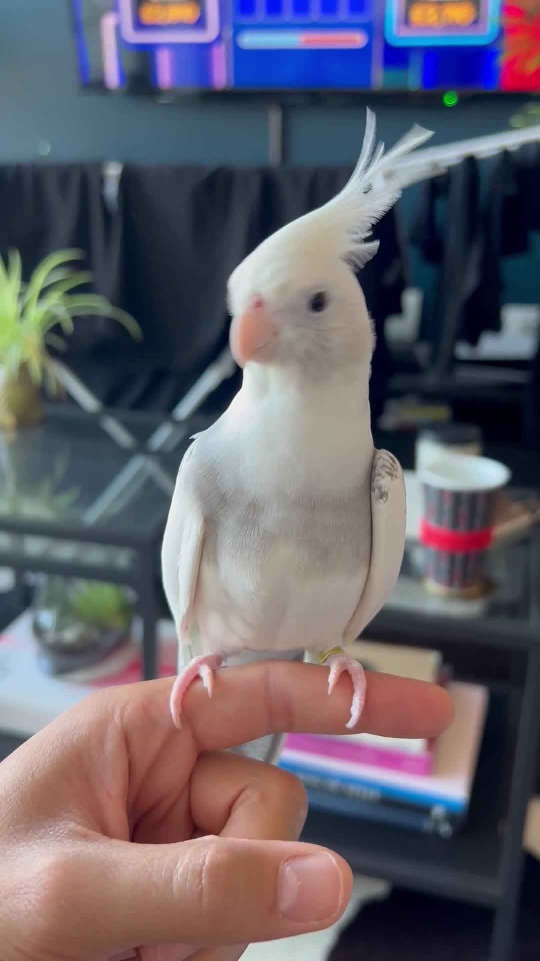 Cockatiels birds for sale: Stunning show worthy cockatiel for sale - Video 2