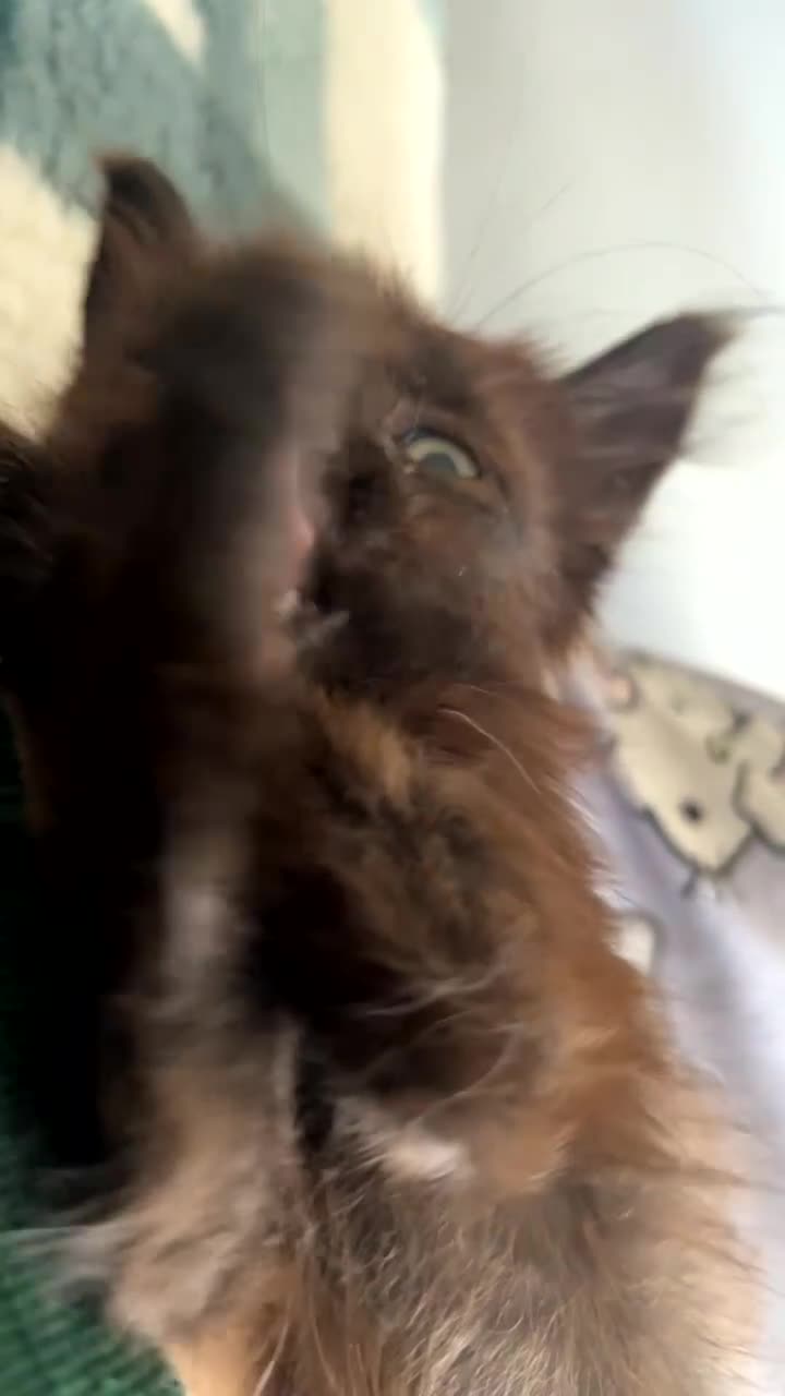 Russian Blue cats for sale: 1 kitten available  in Leicester - Video 2