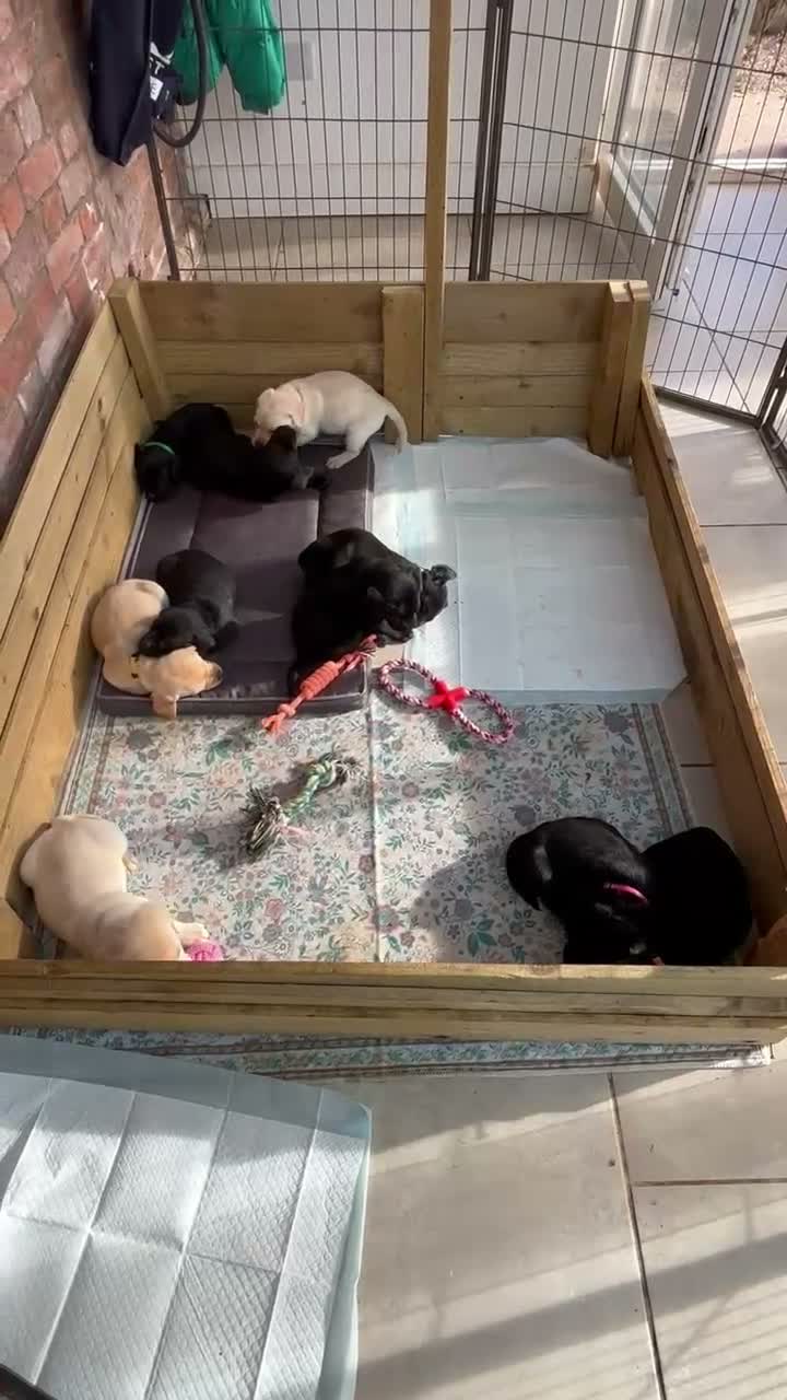 Labrador Retriever dogs for sale: Beautiful Labrador puppies ready THIS weekend - Video 1