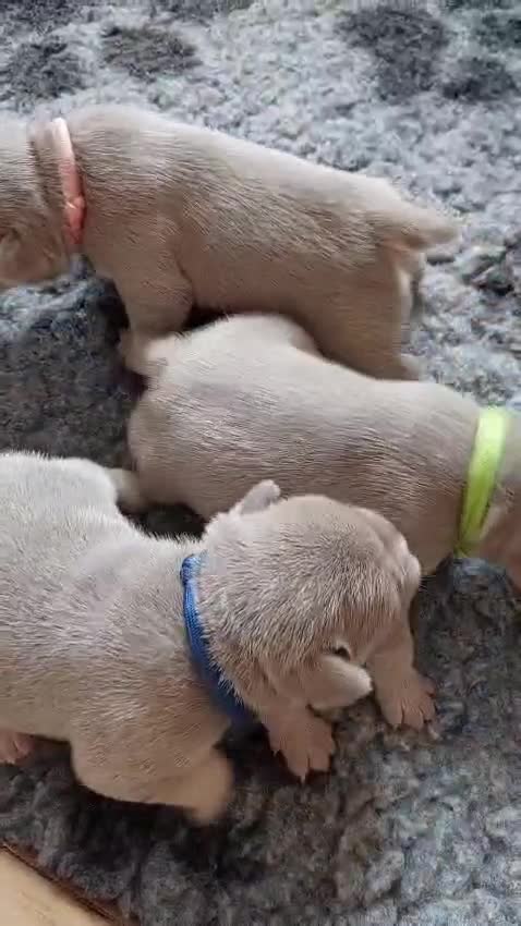 French Bulldog dogs for sale: KC Registered Beautiful French Bulldog Puppies - Video 1