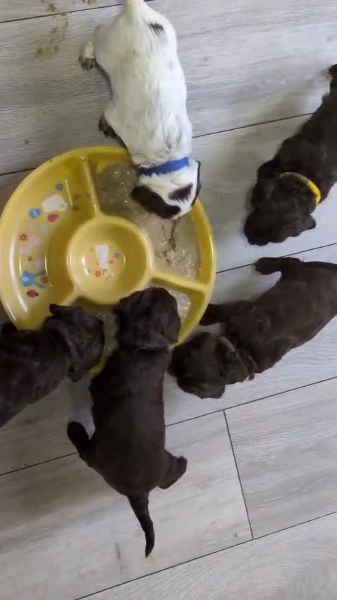 Cockapoo dogs for sale: Cockapoo pup - Video 1