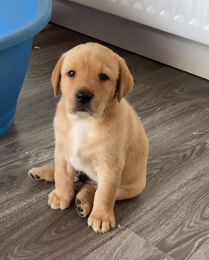 Labrador Retriever dogs for sale: Fox Red Labrador  - Video 1