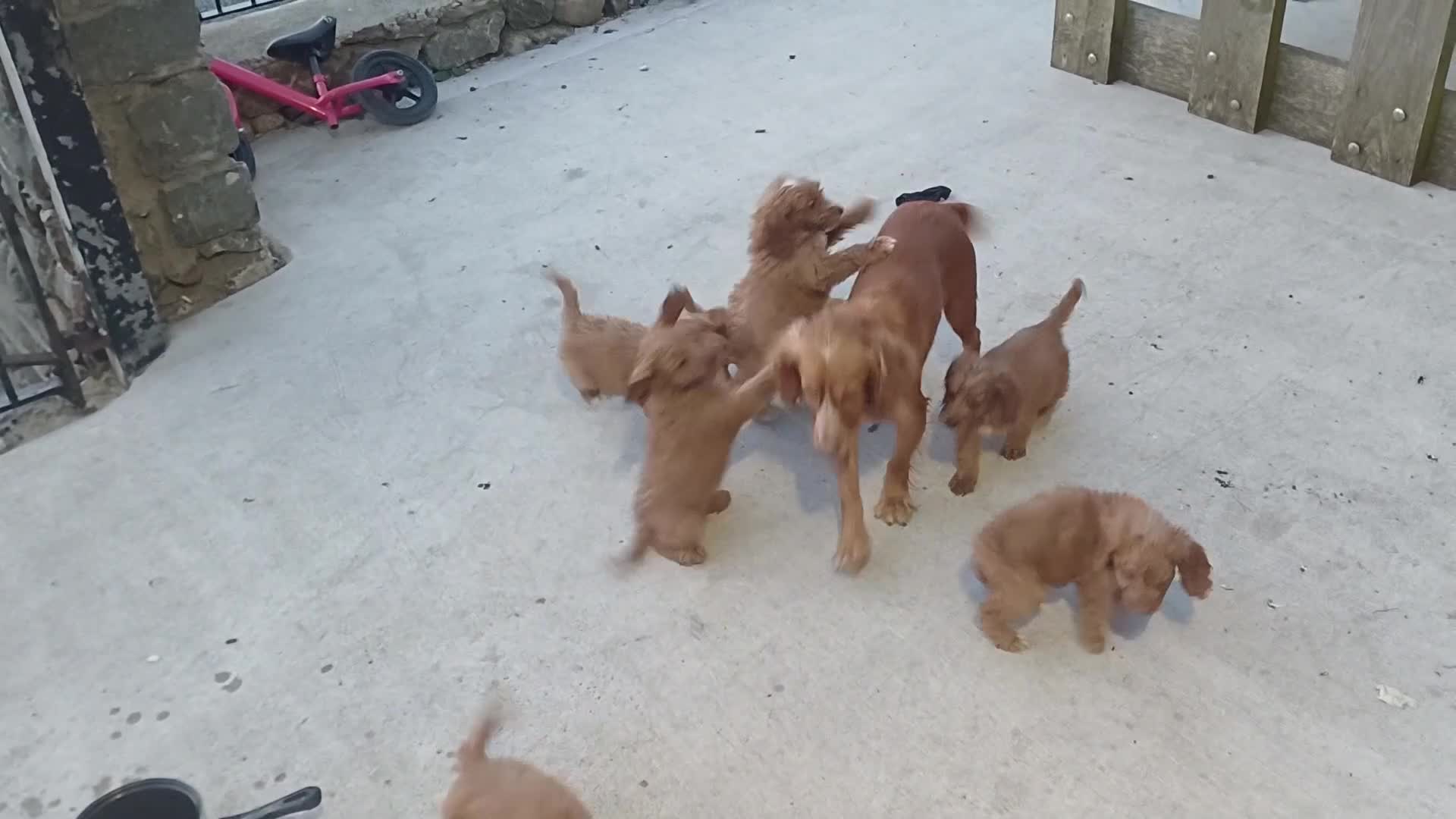 Cockapoo dogs for sale: Cockapoo puppies for sale - Video 2