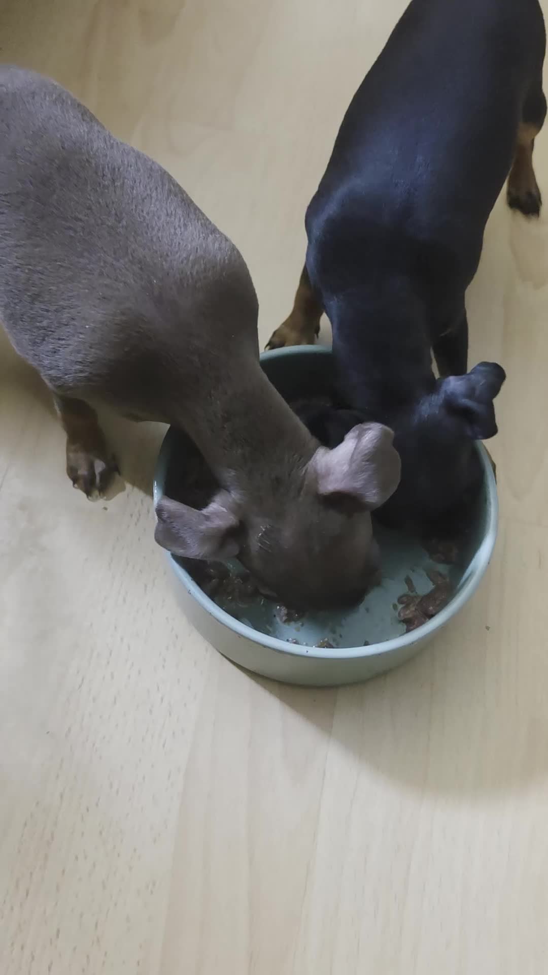 Mixed Breed dogs for sale: Miniature Pinscher Puppies For Sale - Video 1