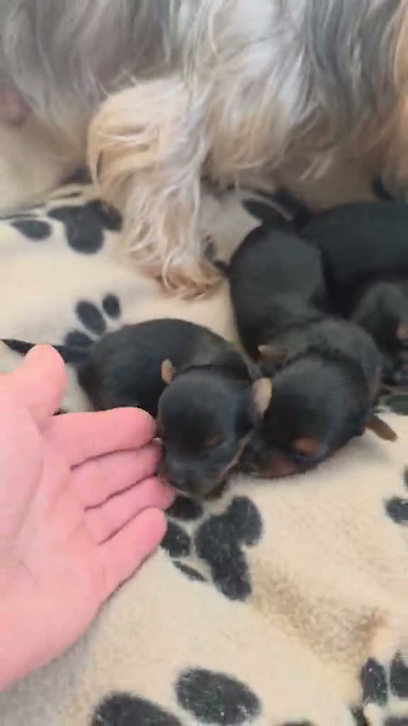 Yorkshire Terrier dogs for sale: Adorable Yorkshire Terrier Puppies 5 11.11.2026 - Video 1