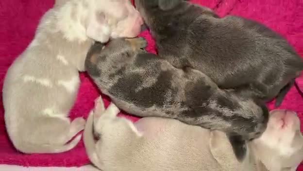Dachshund dogs for sale: KC Registered Pink/Carrier Miniature Dachshund in Stanford-le-Hope - Video 3