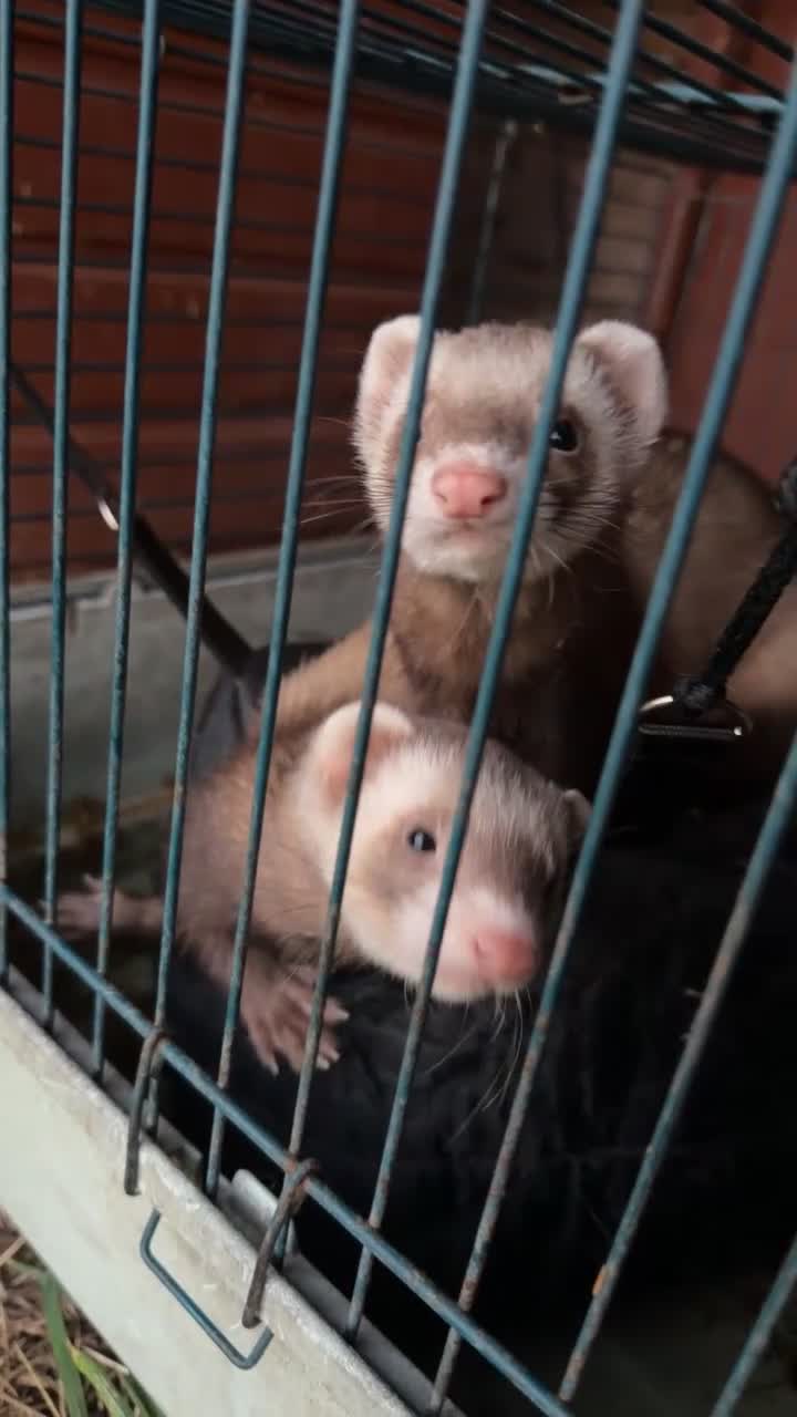 Ferret rodents for sale: Two friendly pet Hobbs  - Video 3
