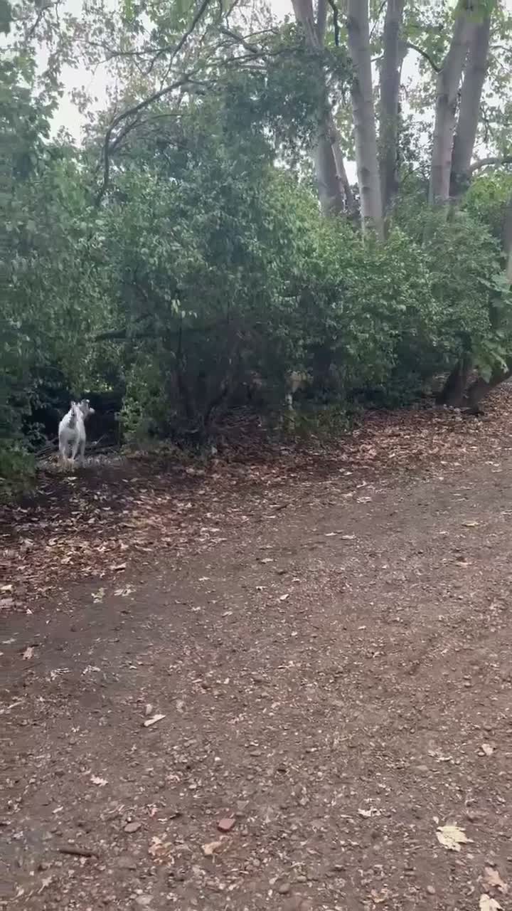 Mixed Breed dogs for adoption: Flipper for adoption in London - Video 1
