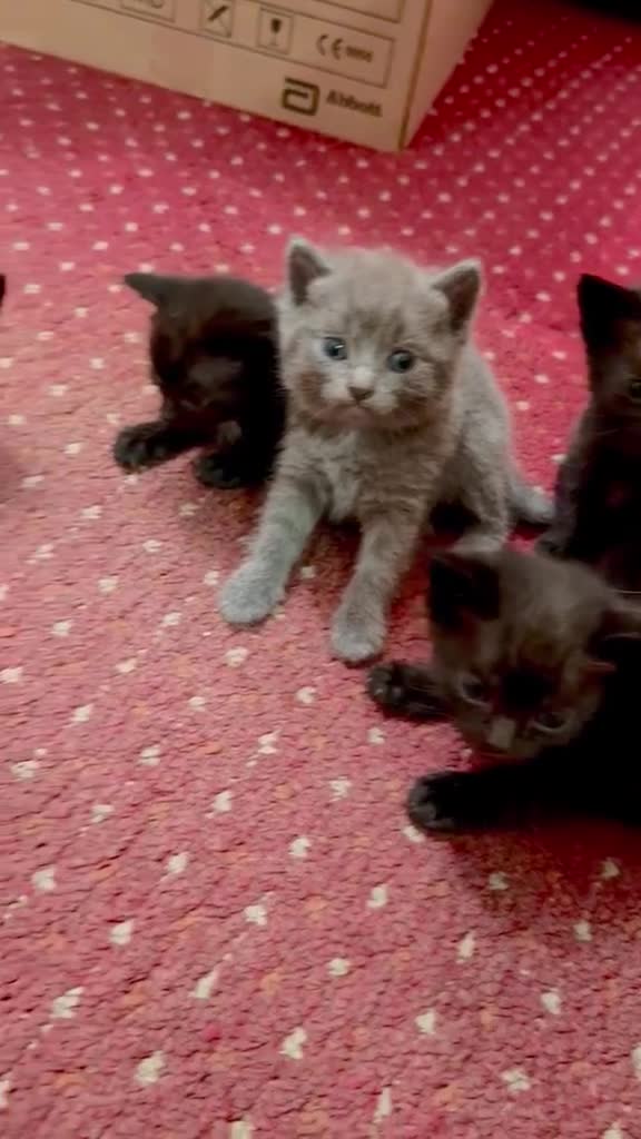 Brazilian Shorthair cats for sale: British Short Hair/ Maine Coon Cross - Video 5