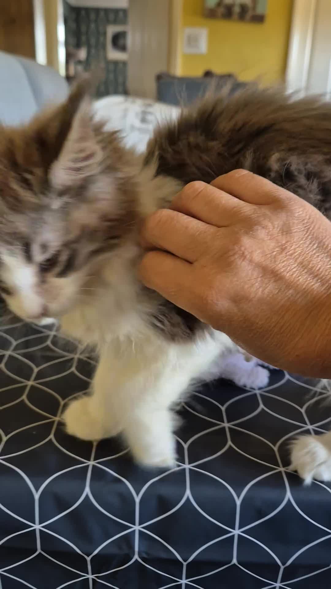Maine Coon cats for sale: Tica Registered Kittens - Video 1