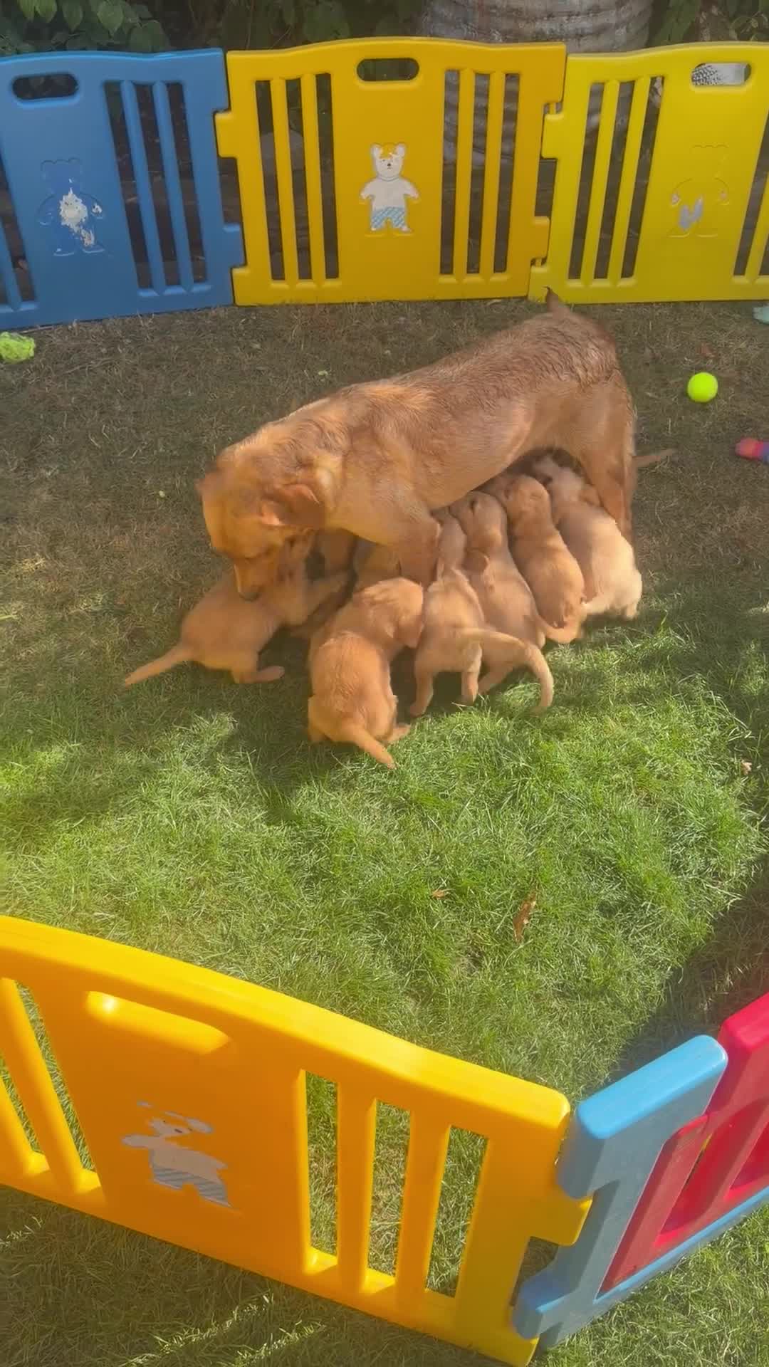 Labradoodle dogs for sale: Beautiful F1 Miniature Labradoodles.  - Video 1