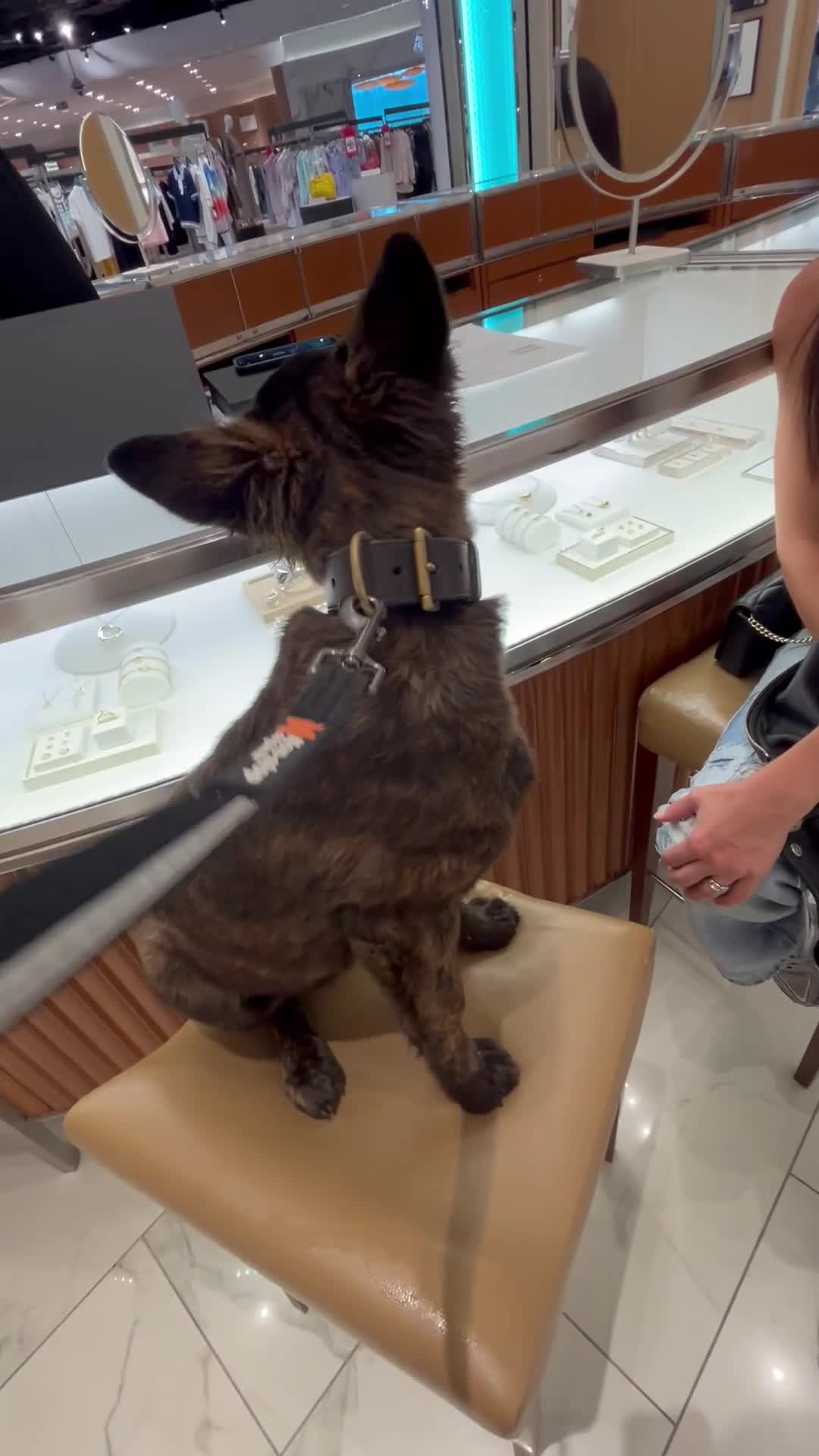 Belgian Shepherd Dog dogs for sale: Dutch Shepherd puppy  - Video 3