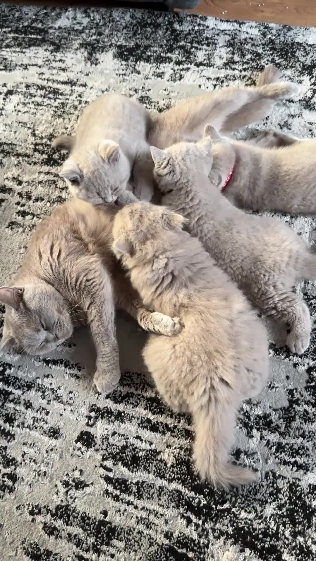 British Shorthair cats for sale: Gccf registered boy available  - Video 1