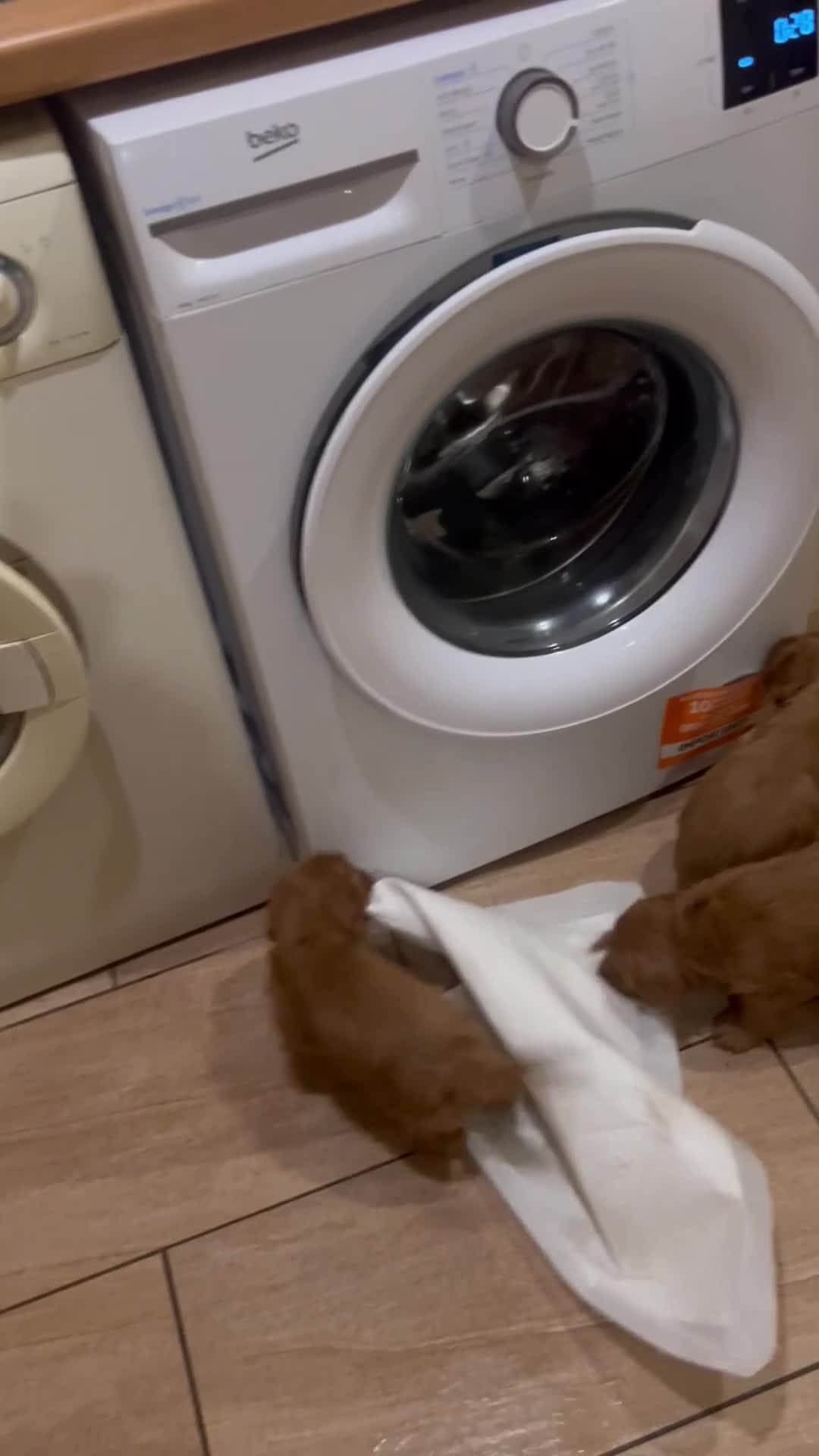 Cockapoo dogs for sale: Beautiful F1 red Cockapoos - Video 1