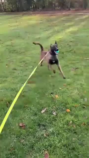 Belgian Shepherd Dog dogs for sale: Duke!! - Video 1