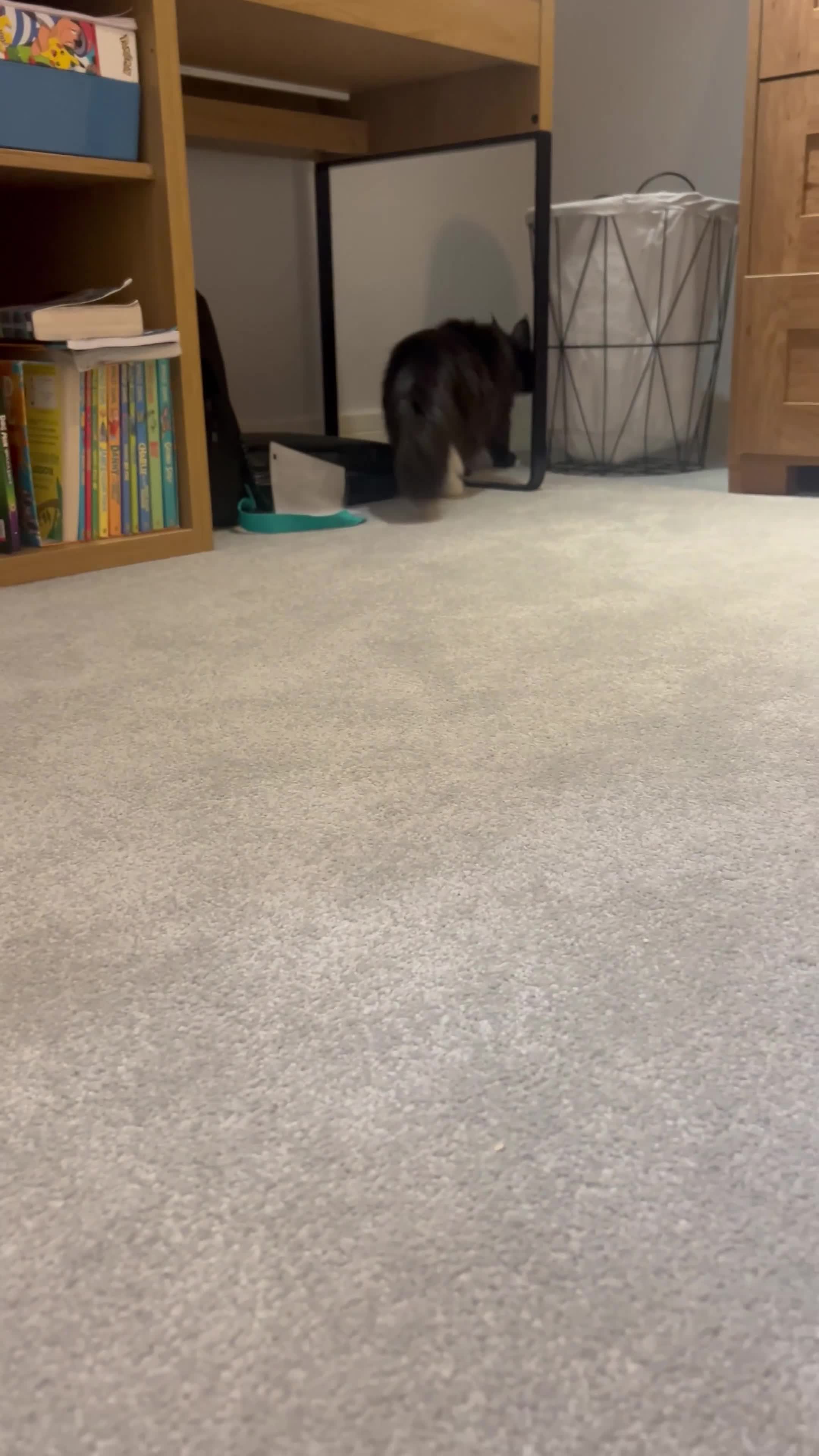 Maine Coon cats for sale: Polydactyl and non poly ready to reserve  - Video 1