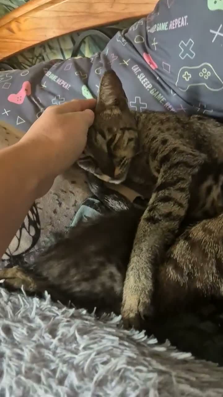 Savannah cats for sale: F3 savannah kittens - Video 1