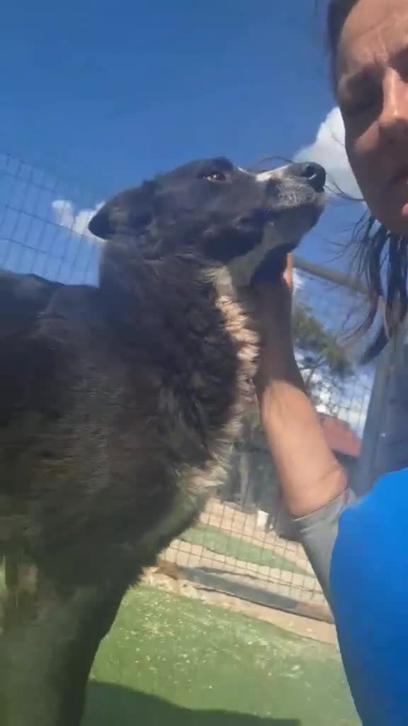 Mixed Breed dogs for adoption: BUCK  - Video 1