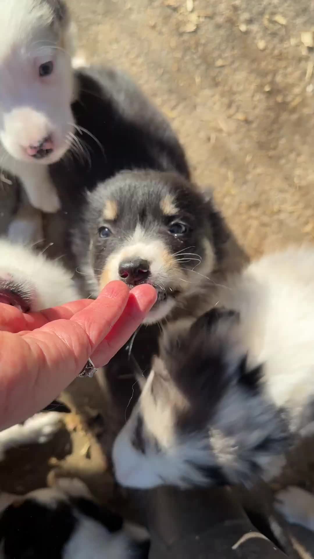 Border Collie dogs for sale: Gorgeous collie pups - various colours  - Video 2