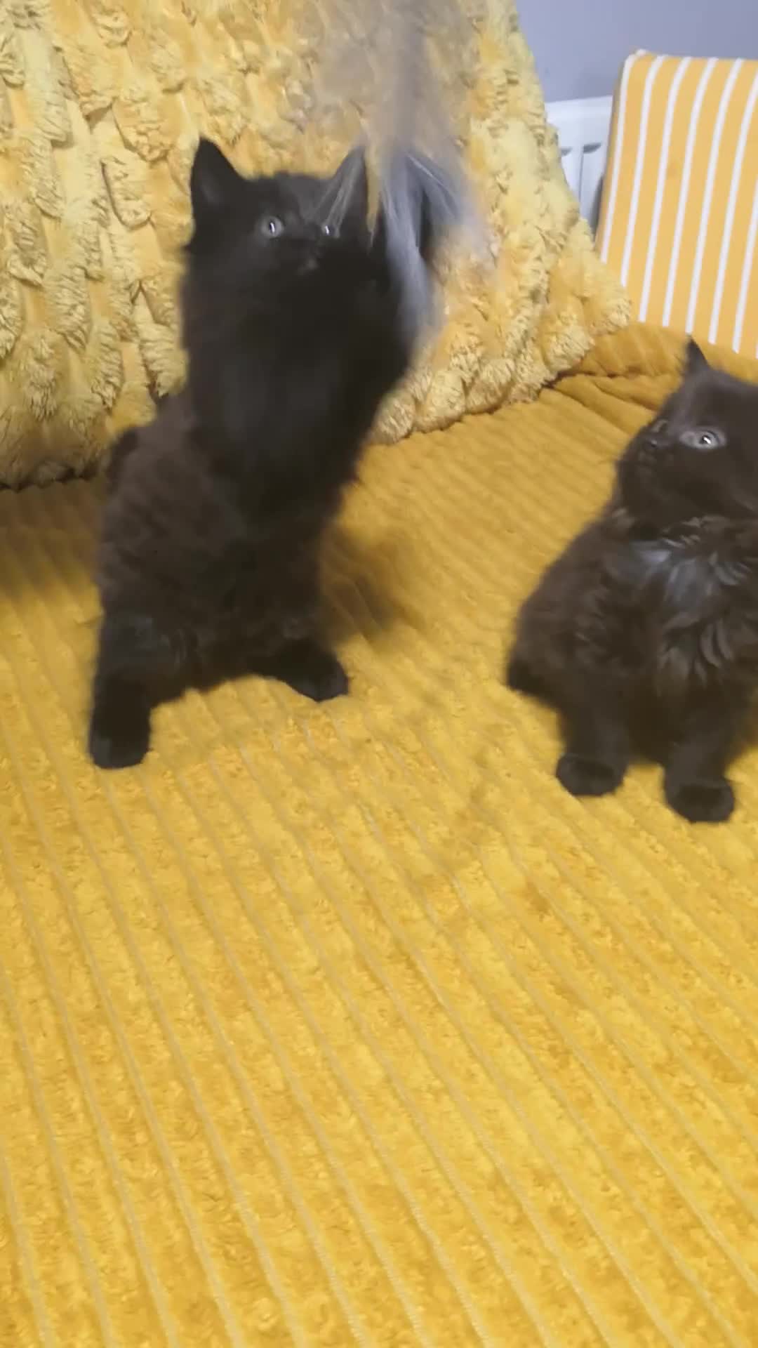 Mixed Breed cats for sale: Half Maine Coon kittens VIDEOS - Video 5