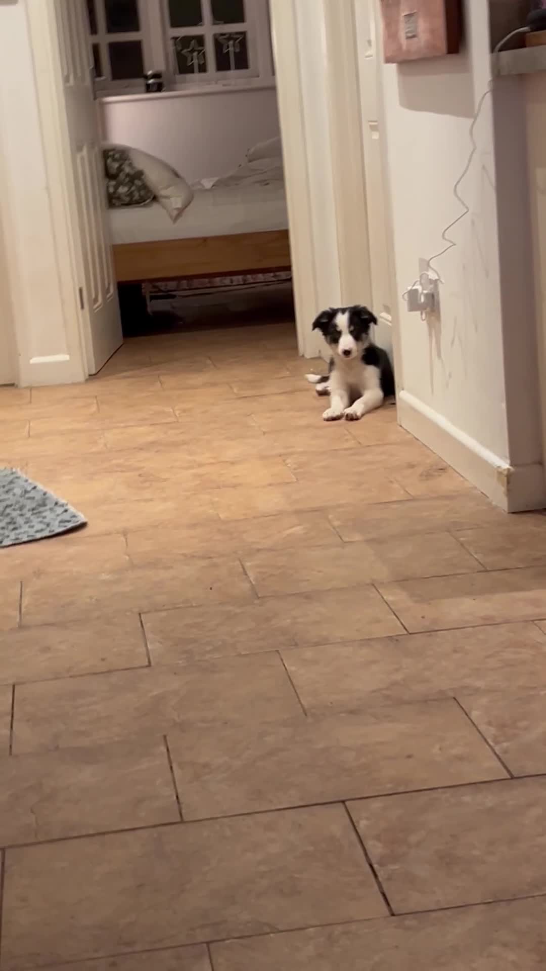 Border Collie dogs for sale: Border collie puppies - Video 1