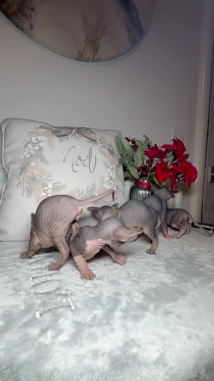 Sphynx cats for sale: Stunning Pedigree Sphynx Kittens - Video 1