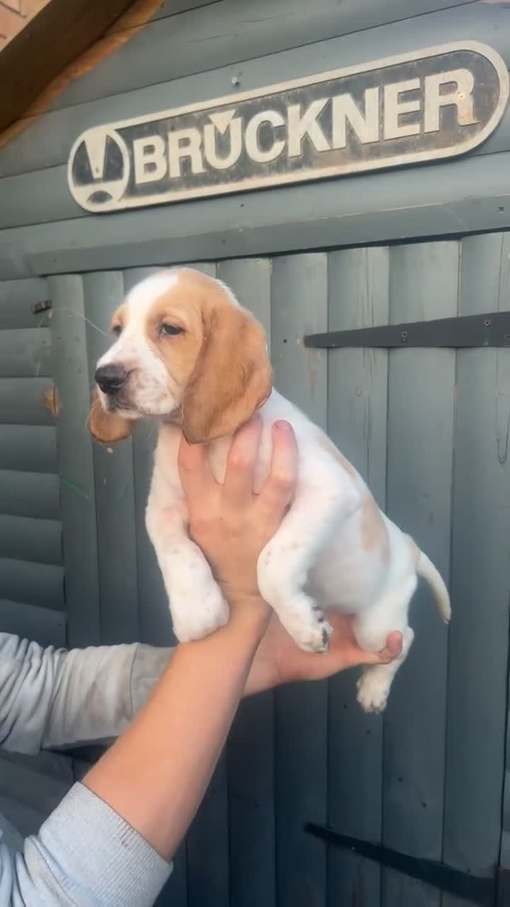 Bocker dogs for sale: Stunning bocker female  - Video 1