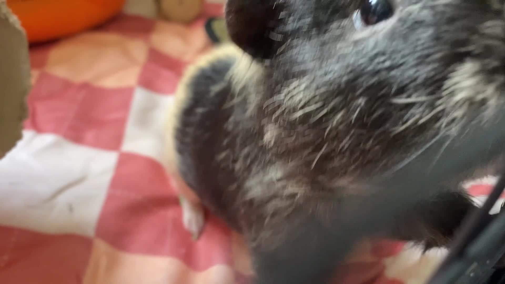 Guinea Pig rodents for sale: Forever home wanted🩵2 Male piggies  - Video 1