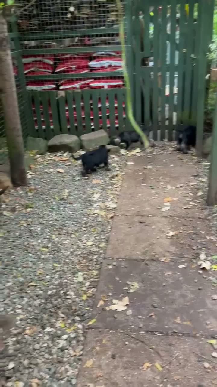 Schnauzer dogs for sale: Giant schnauzer pepper and salt male pup - Video 2
