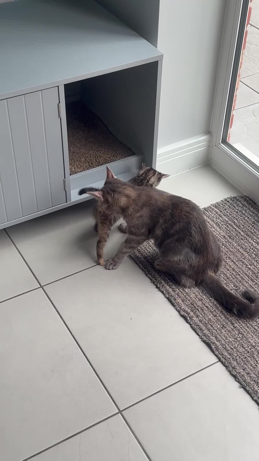 Mixed Breed cats for sale: Tabby girl - Video 1