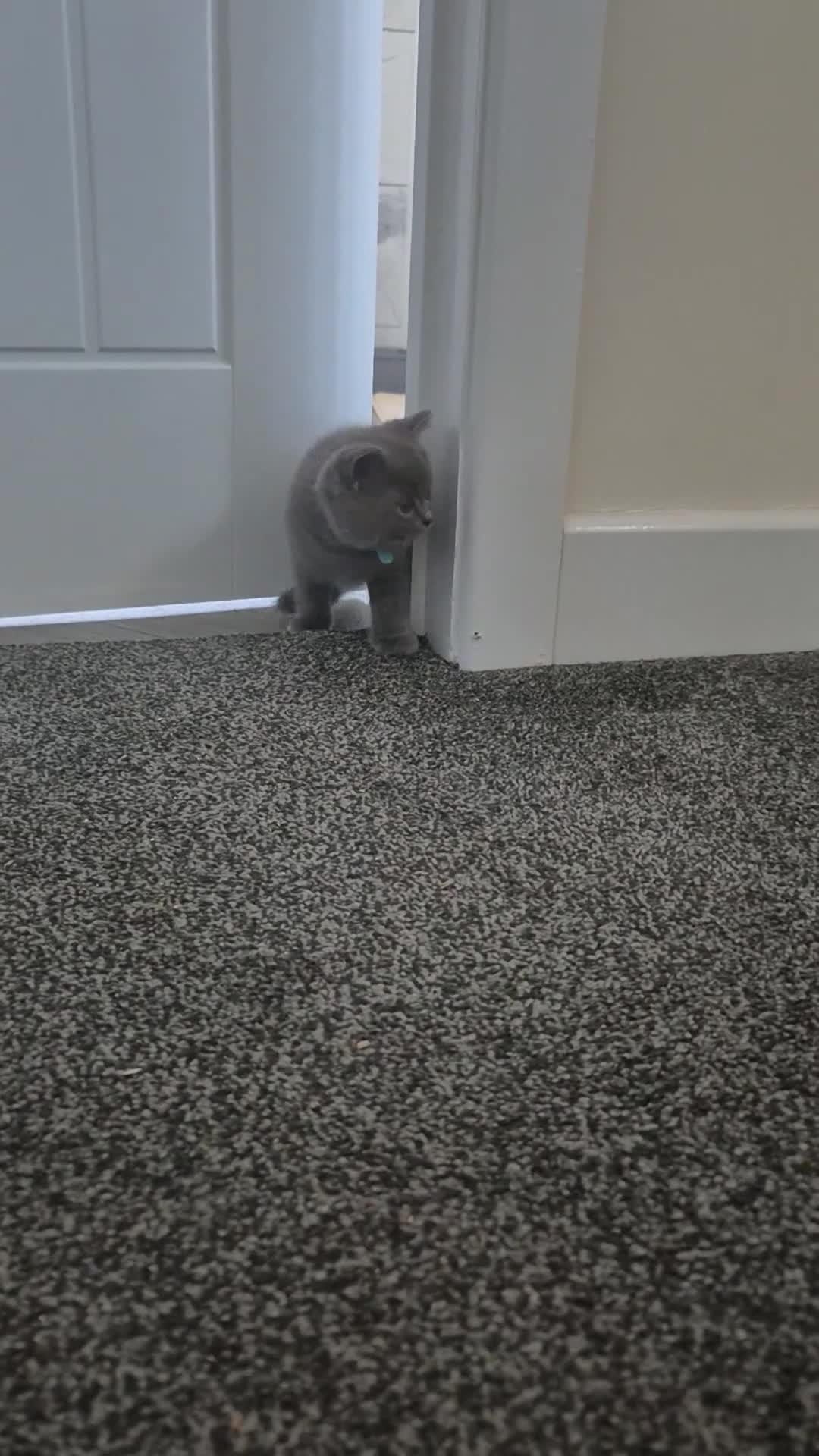 British Shorthair cats for adoption: British Shorthair and Ragdoll Mix Kittens in Walsall - Video 1