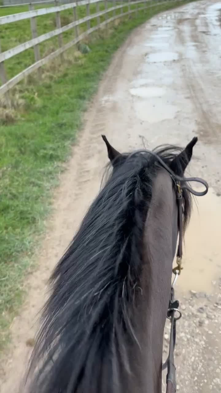 Irish Cob horses for sale: Real life black beauty. - Video 3